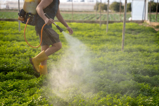 Wasp Removal Services in Clay Center, KS