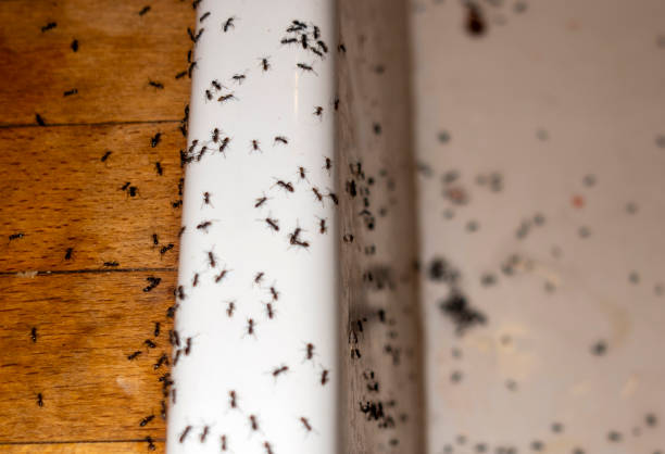 Best Wasp Removal Services  in Clay Center, KS