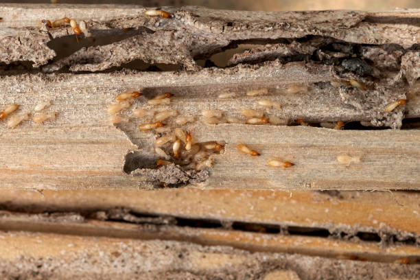 Pest Prevention Services in Clay Center, KS